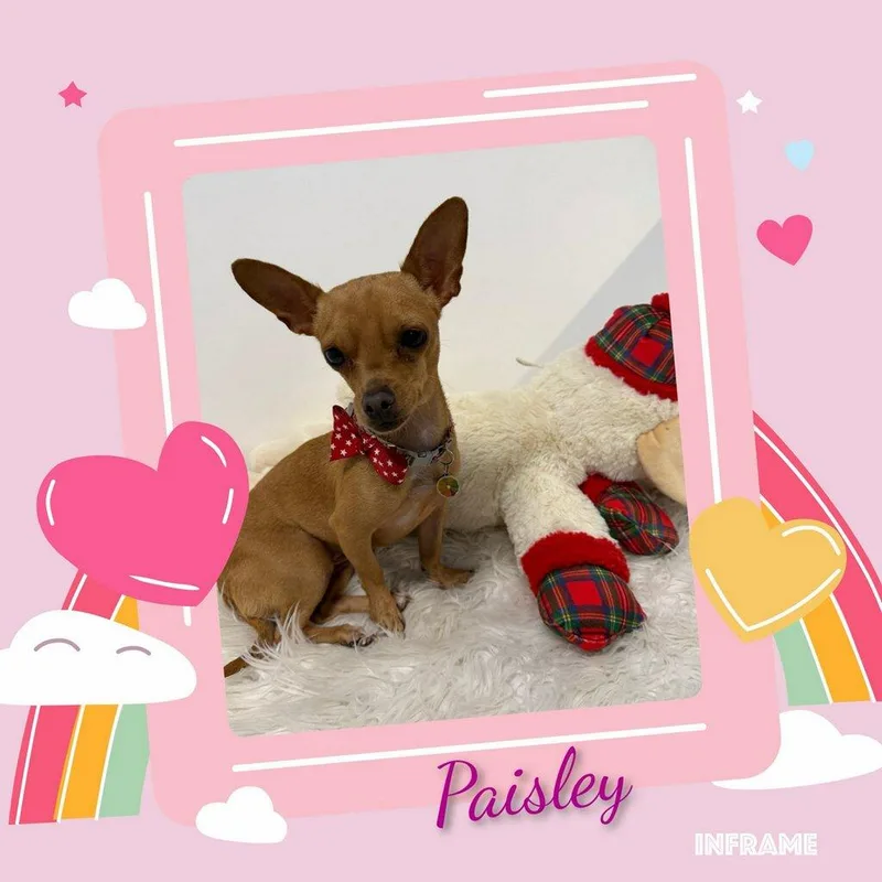 Paisley thumbnail 5