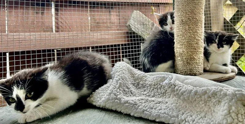 A baby medium-sized female Black & White / Tuxedo Domestic Short Hair cat named Domino for adoption in Franklin, WV