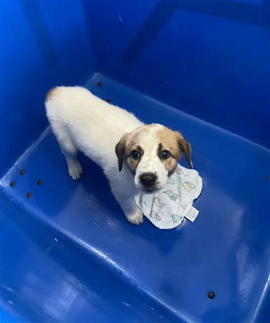 A baby large-sized female Mixed Breed dog named Luna for adoption in Dallas, TX