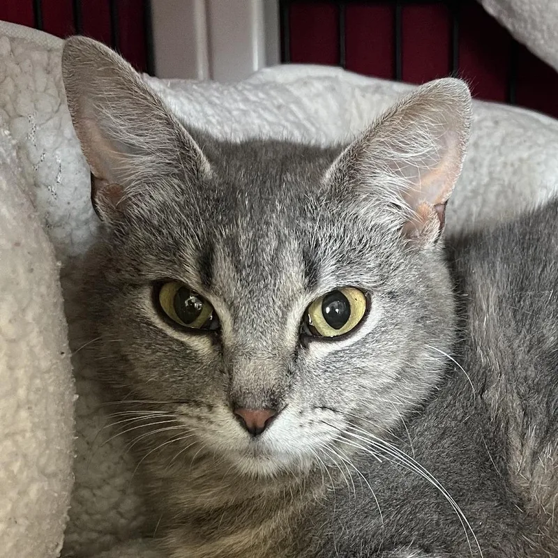 A young medium-sized female Gray / Blue / Silver Domestic Short Hair cat named Naya for adoption in Chicago, IL