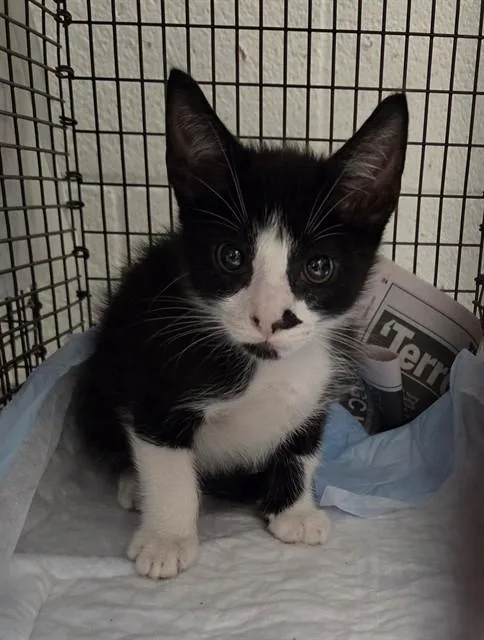 A baby small-sized male Domestic Short Hair cat named Eggplant for adoption in Fort Lauderdale, FL