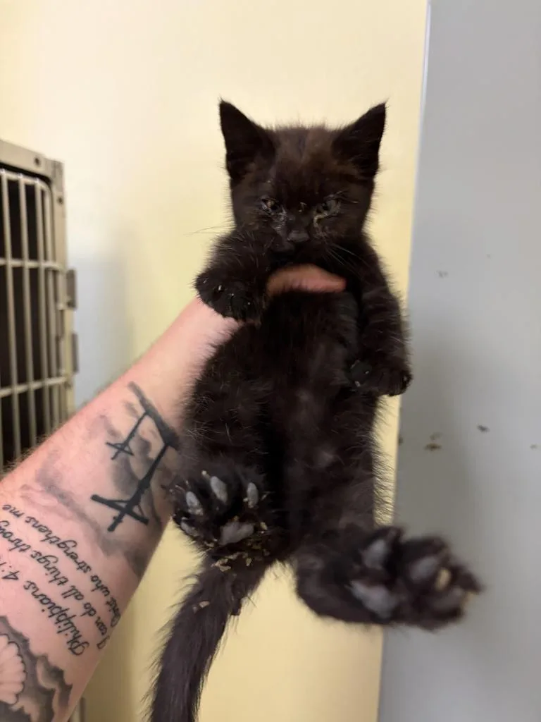 A baby medium-sized male Domestic Short Hair cat named Bisquick for adoption in Florence, SC