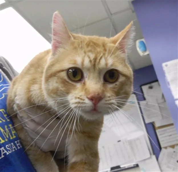 A young medium-sized male Domestic Short Hair cat named Scooter for adoption in Omaha, NE