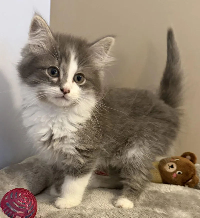 A baby medium-sized female Gray & White Domestic Short Hair cat named Bubbles for adoption in Elkins, WV