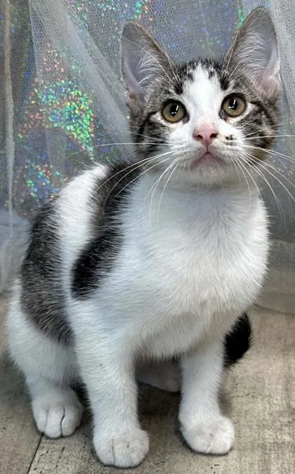 An adult small-sized female Domestic Short Hair cat named Pawticia for adoption in Shreveport, LA
