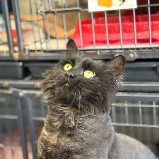 An adult large-sized female Black Domestic Long Hair cat named Void for adoption in Davenport, IA