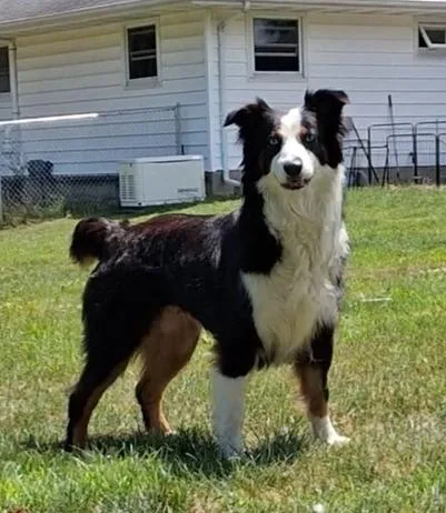 An adult medium-sized female Tricolor (Brown, Black, & White) Australian Shepherd dog named Lilly for adoption in Ringwood, IL