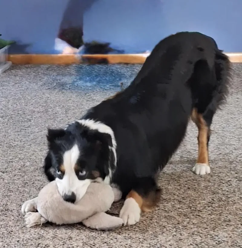 Lilly thumbnail 3