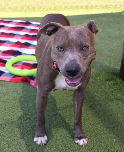 An adult medium-sized female Mixed Breed dog named Janet for adoption in Athens, GA