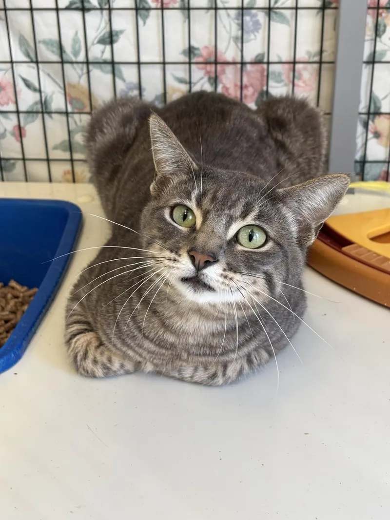 A young medium-sized male Tabby (Gray / Blue / Silver) Domestic Short Hair cat named Kirkland for adoption in Grants Pass, OR