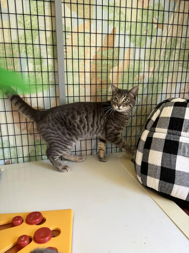 Kirkland thumbnail 2