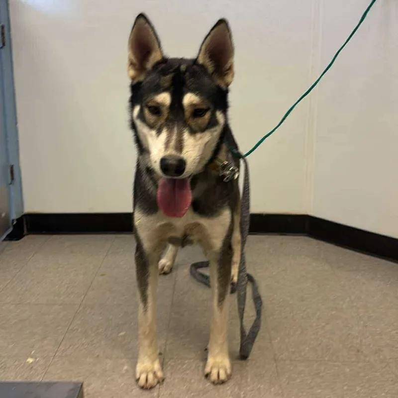 An adult large-sized male Husky dog named Spade for adoption in Bastrop, TX