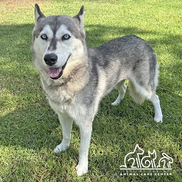 An adult large-sized female Husky dog named Arwen for adoption in Irvine, CA