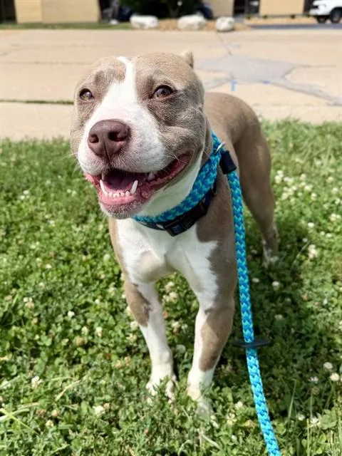 A young medium-sized male Terrier dog named Brent for adoption in Olivette, MO