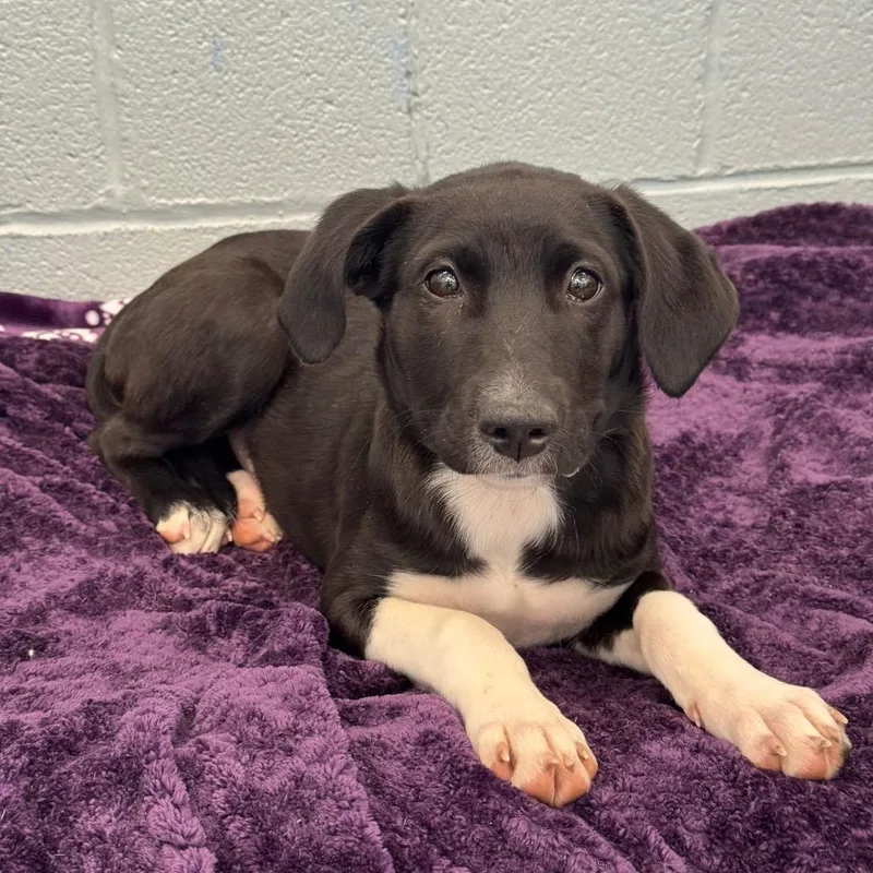 A baby small-sized female Black Mixed Breed dog named Perla for adoption in Wheeling, IL