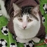 An adult medium-sized male Tabby (Brown / Chocolate) Domestic Short Hair cat named Pollux for adoption in Ithaca, NY