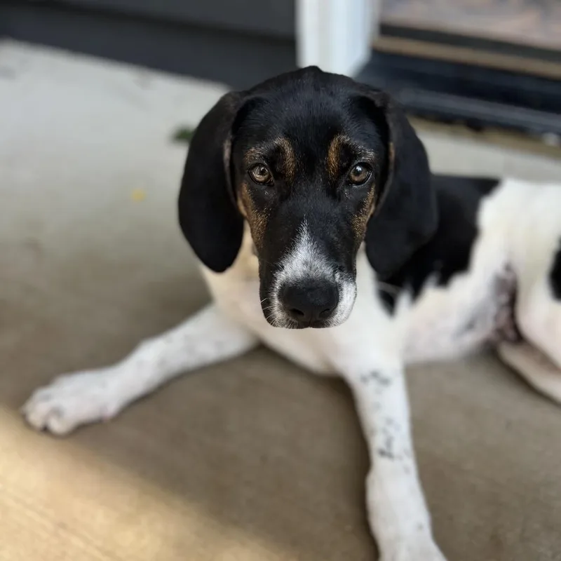 A baby small-sized male White / Cream Beagle dog named Swamp Thing for adoption in St. Charles, IL