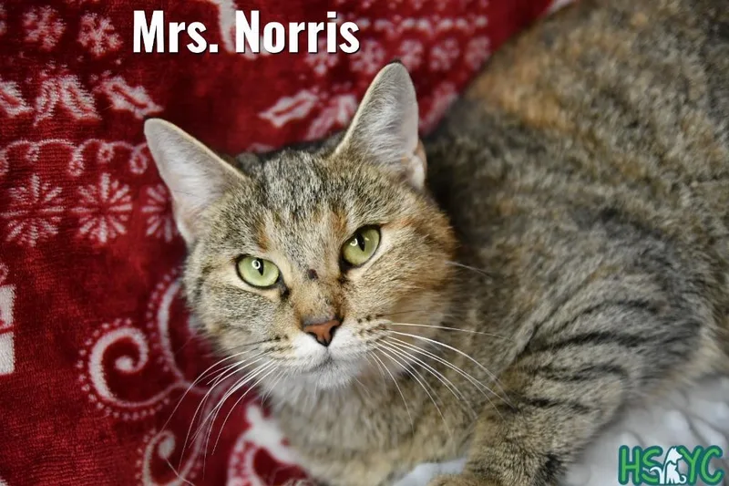 Mrs. Norris