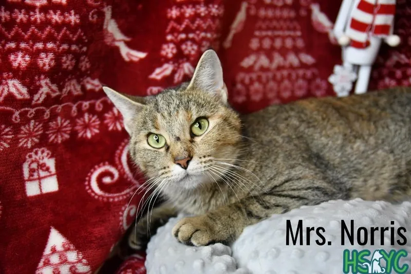 Mrs. Norris thumbnail 2