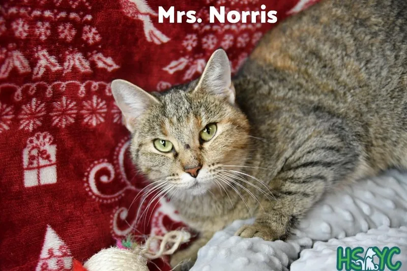 Mrs. Norris thumbnail 3