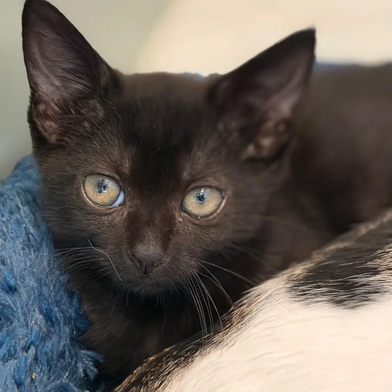 A baby small-sized male Black Domestic Short Hair cat named Peanut Butter for adoption in Pacific Palisades, CA