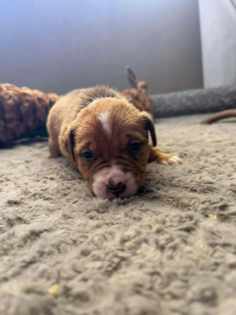 Caribbean thumbnail 2