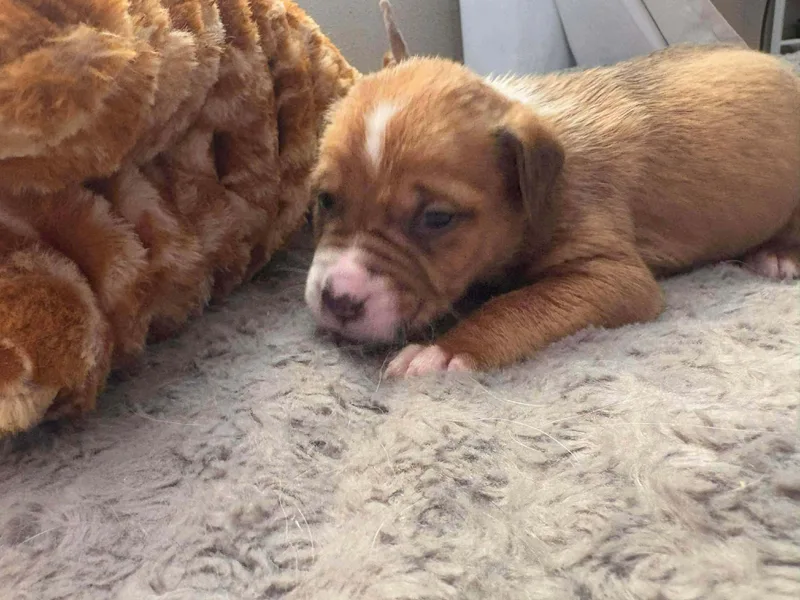 Caribbean thumbnail 3