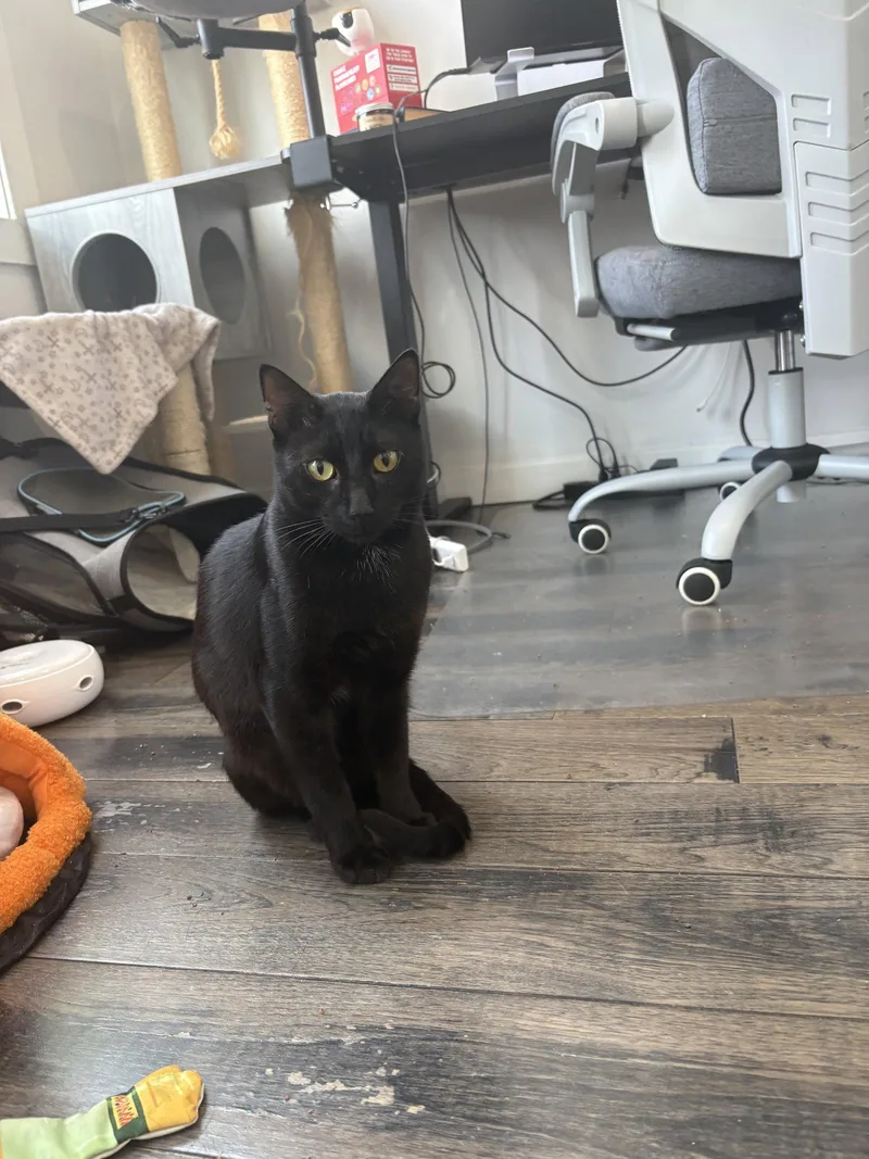 A young medium-sized male Black Domestic Short Hair cat named Osiris for adoption in Philadelphia, PA