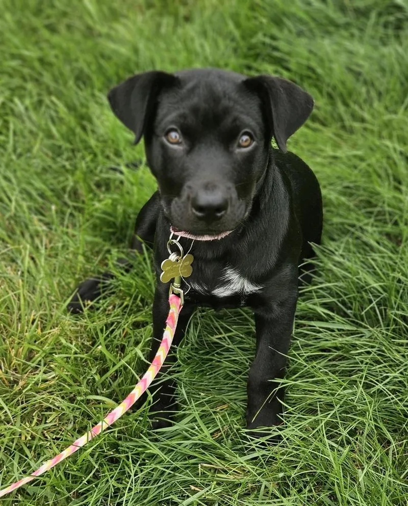 A baby medium-sized female Tricolor (Brown, Black, & White) Mixed Breed dog named Regina for adoption in Waunakee, WI