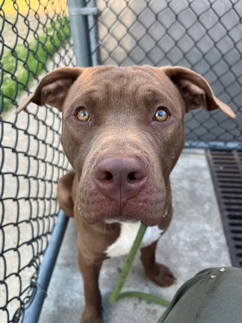 A young medium-sized male Brown / Chocolate Pit Bull Terrier dog named Carson for adoption in Chicago, IL