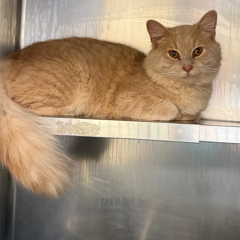 A young small-sized male Buff / Tan / Fawn Domestic Long Hair cat named Eddy for adoption in Galax, VA