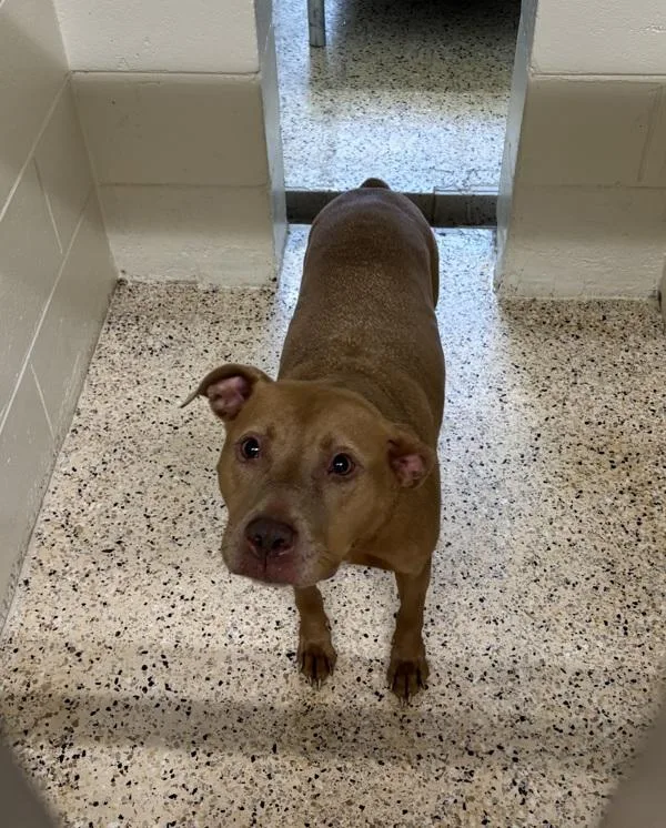 An adult large-sized female Mixed Breed dog named Graham Cracker for adoption in Melbourne, FL