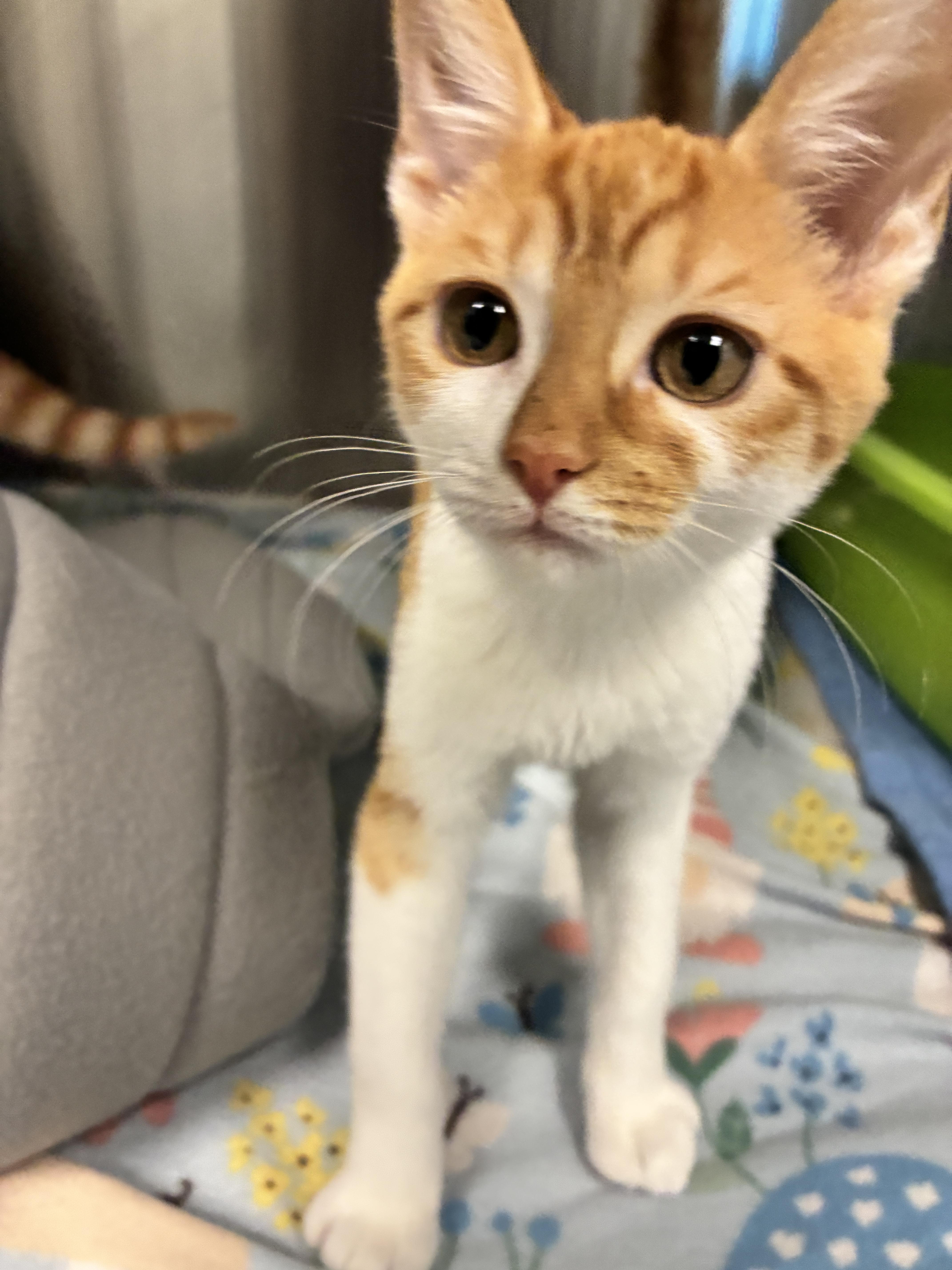 A baby small-sized female Domestic Short Hair cat named Aspen for adoption in Chico, CA