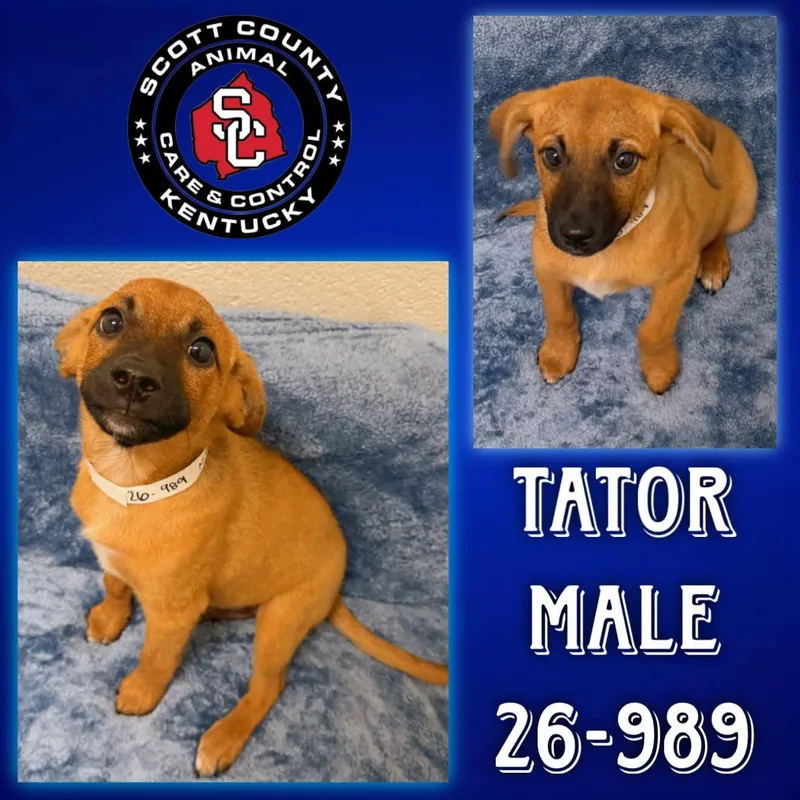 A baby large-sized male Labrador Retriever dog named Tator for adoption in Georgetown, KY