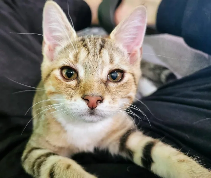 A baby medium-sized male Domestic Short Hair cat named Quinlen for adoption in Hartwell, GA