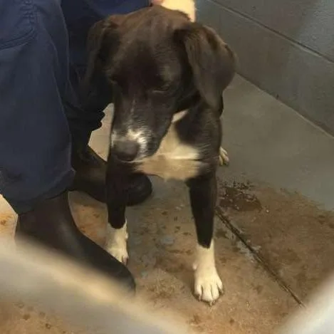 A young small-sized male Black Mixed Breed dog named Haze for adoption in Gadsden, AL