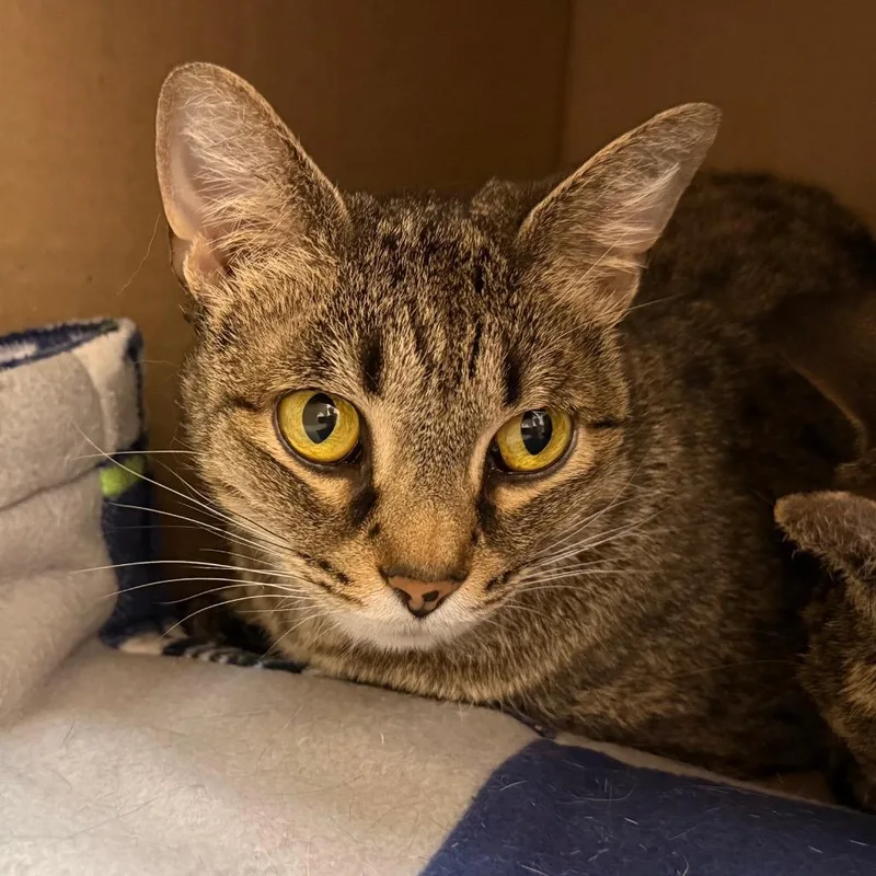 A senior medium-sized female Brown / Chocolate Domestic Short Hair cat named Iris for adoption in Ballston Spa, NY