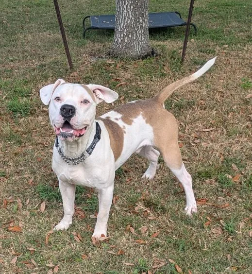 An adult large-sized male Pit Bull Terrier dog named Mr Worldwide for adoption in Texas City, TX