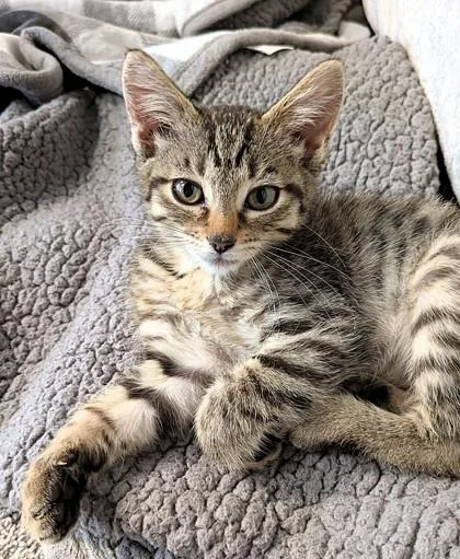 A baby small-sized female Brown / Chocolate Domestic Short Hair cat named Tiger for adoption in Kansas City, MO