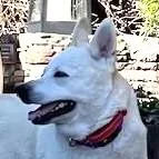 Dalton  Local Dog