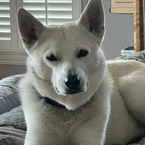 Dalton  Local Dog thumbnail 2