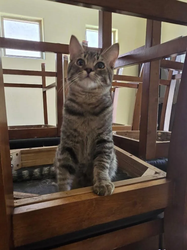 A baby medium-sized male Domestic Short Hair cat named Neo for adoption in Glendale, AZ