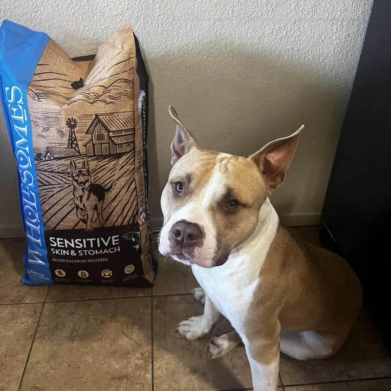 A young medium-sized male Bicolor Pit Bull Terrier dog named Biggie for adoption in Cool, CA