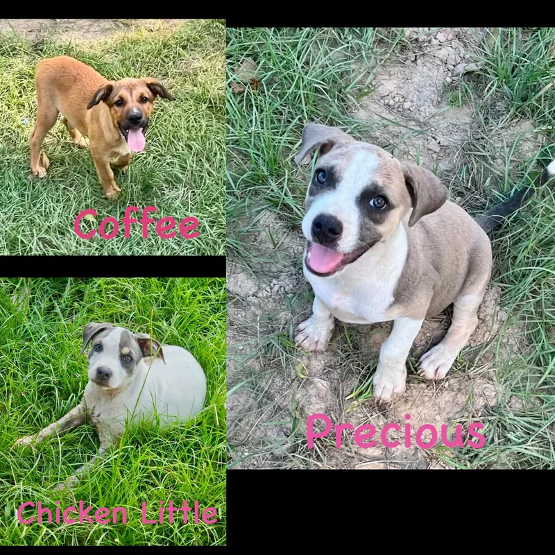 A baby medium-sized female American Bulldog dog named Chicken  little  for adoption in seaside heights, NJ
