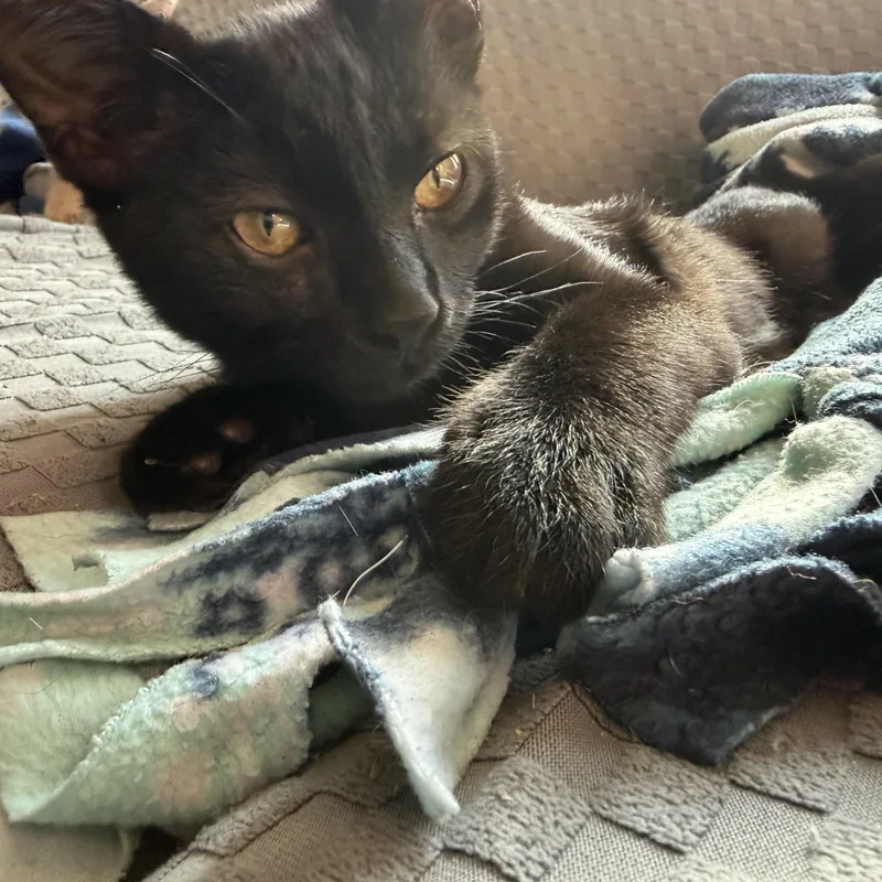 Salem thumbnail 2