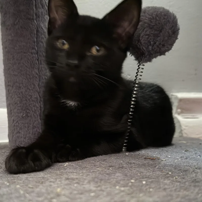 Salem thumbnail 3