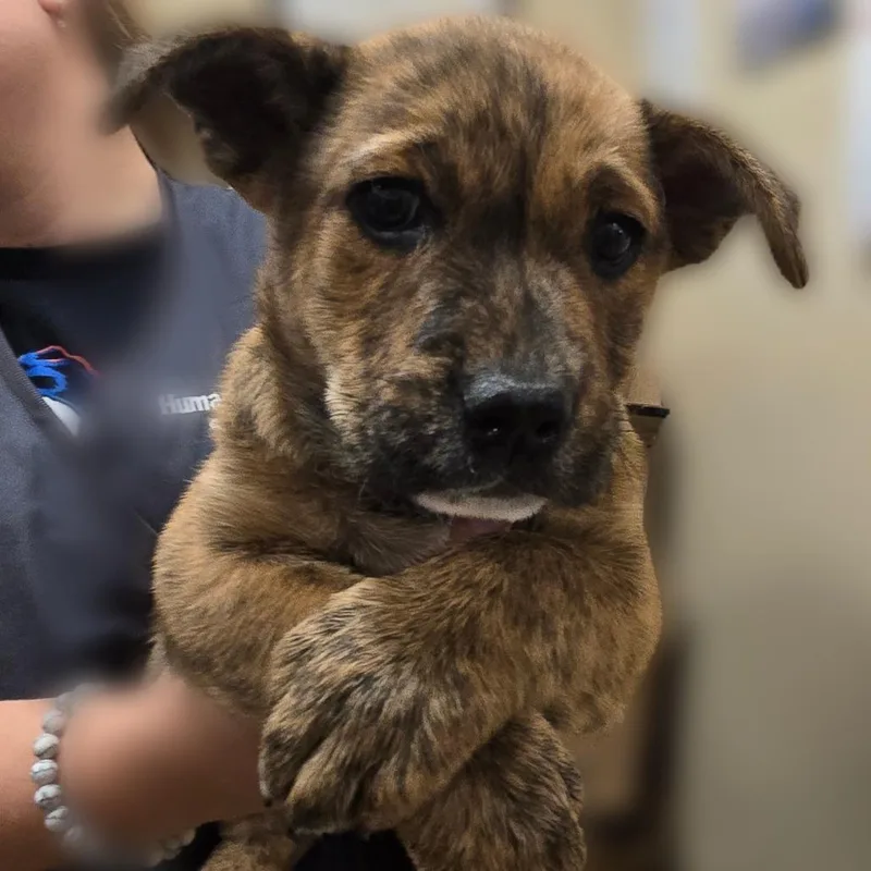 Strawberry thumbnail 2