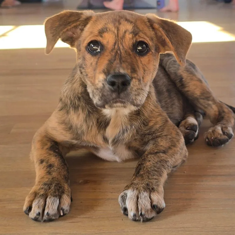 Strawberry thumbnail 3