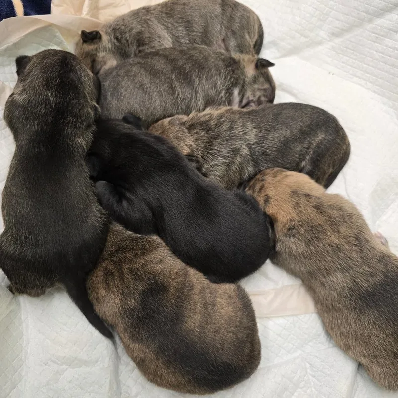 Strawberry thumbnail 4