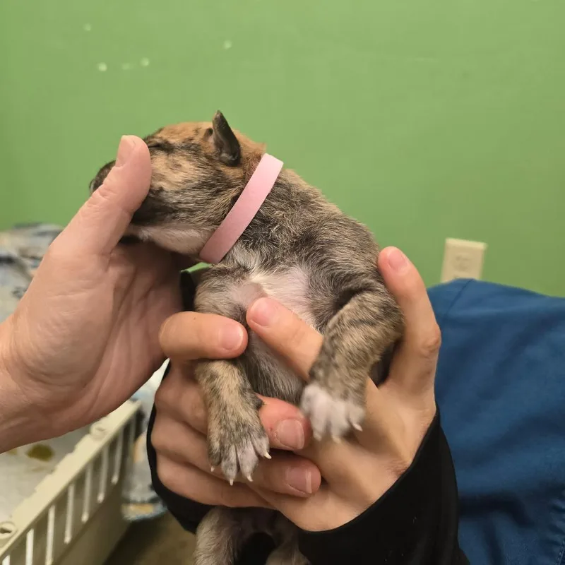 Strawberry thumbnail 5